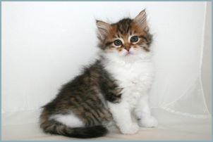 Female Siberian Kitten from Deedlebug Siberians